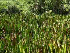 Hanguana anthelminthica, photograph Mark Clarke, CC BY, iNaturalist via GBIF