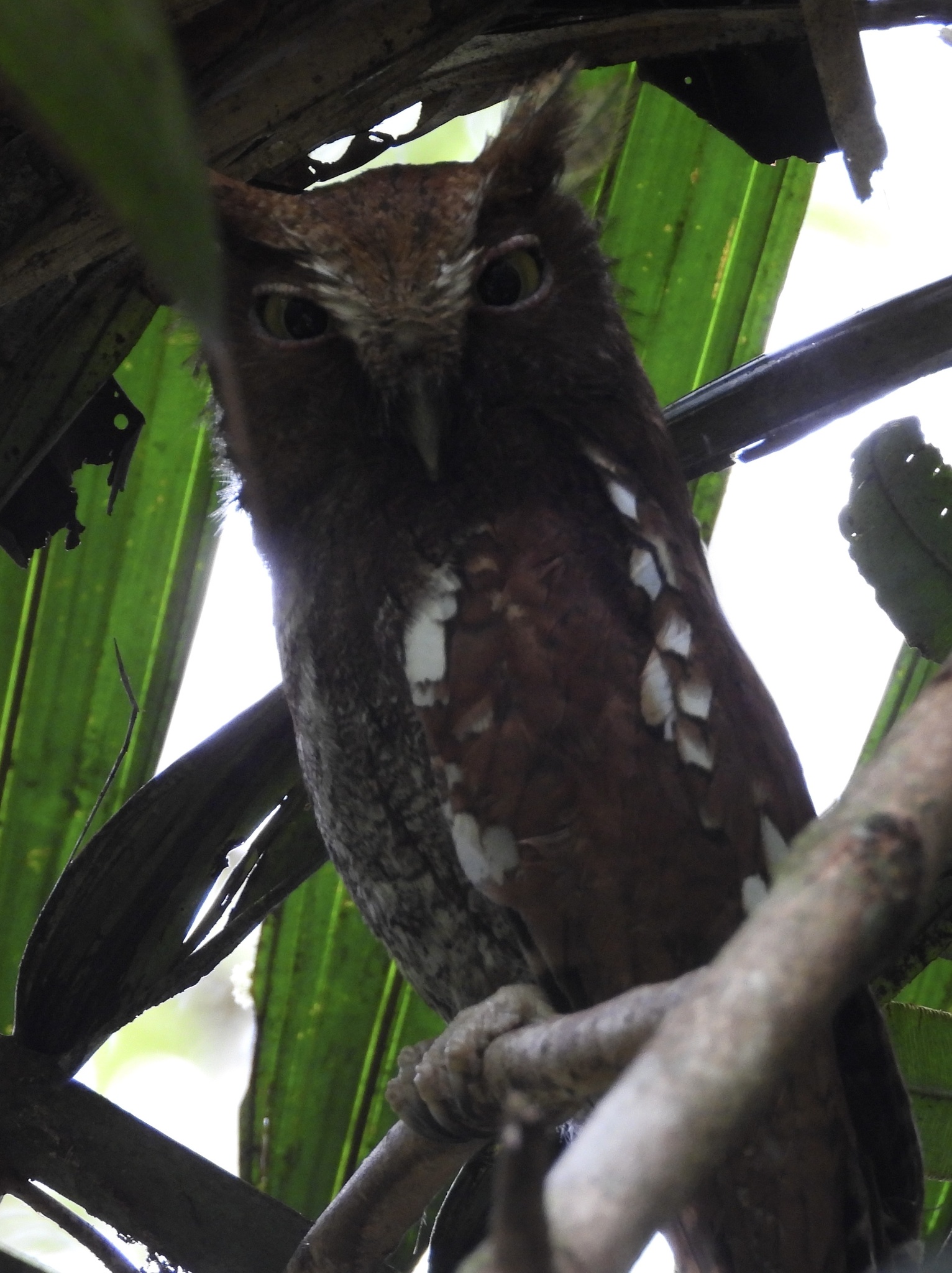 Choco Screech Owl (Megascops centralis), photo 2