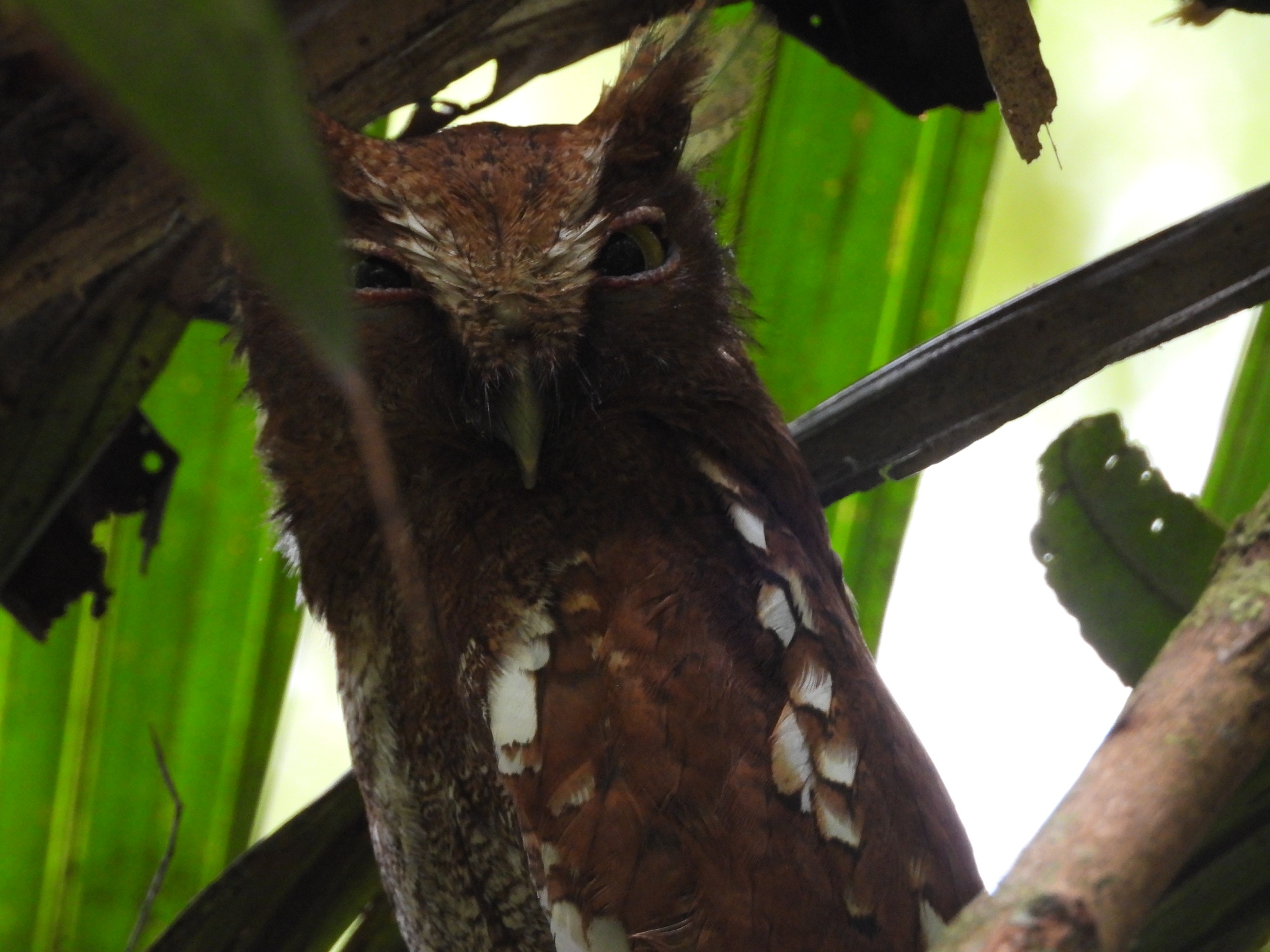 Choco Screech Owl (Megascops centralis), photo 3