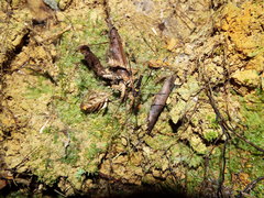 Forsteropsalis pureora