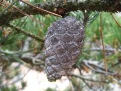 Pinus radiata binata