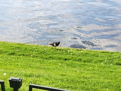 Haematopus ostralegus