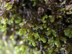 Frullania tamarisci