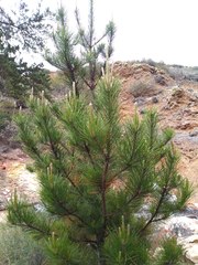 Pinus radiata binata