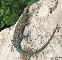 Dalmatolacerta oxycephala