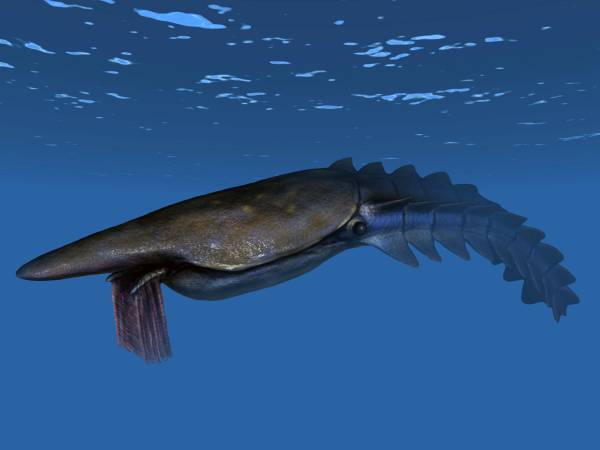 Hurdiidae
