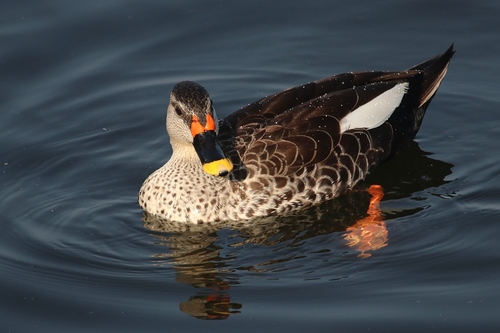 Canard à bec tacheté