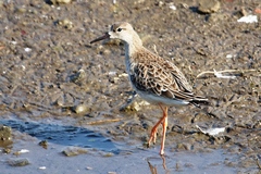 Calidris pugnax