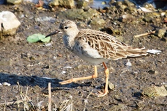 Calidris pugnax