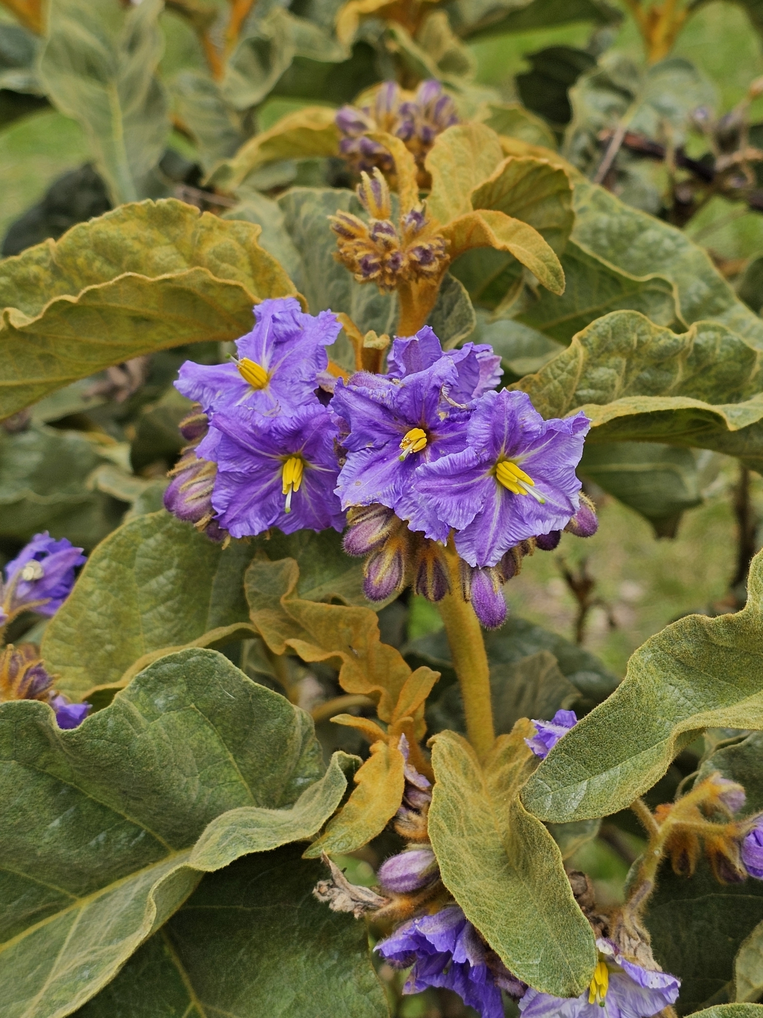 Solanum glutinosum