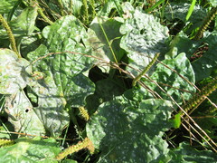 Golovinomyces sordidus