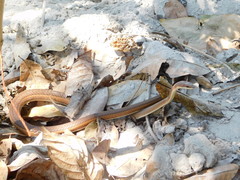 Psammophis orientalis