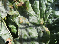 Golovinomyces sordidus