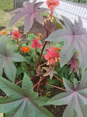 Ricinus