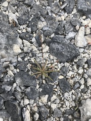 Phemeranthus calcaricus