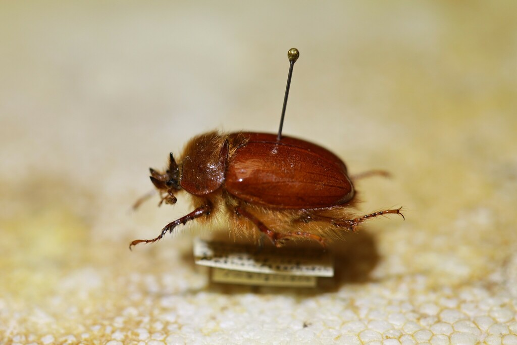 Pleocoma rubiginosa transsierrae
