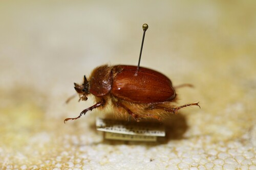 Pleocoma rubiginosa rubiginosa