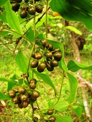 Smilax mollis
