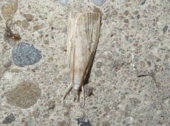 Calamotropha paludella