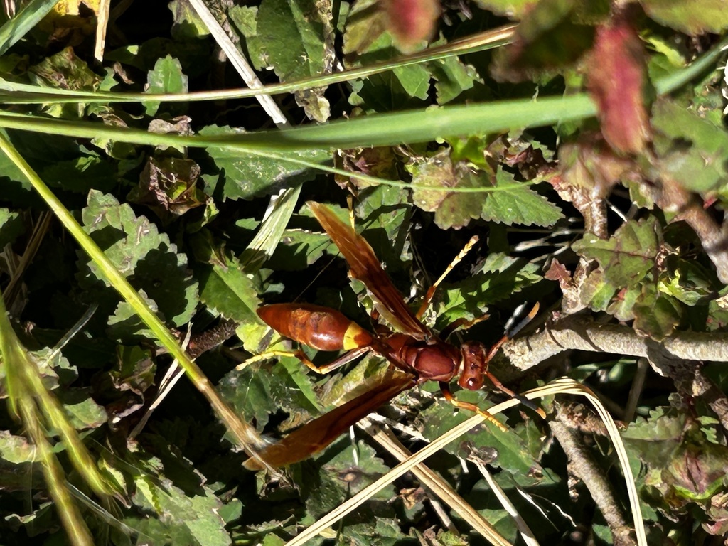 Dominican Paper Wasp