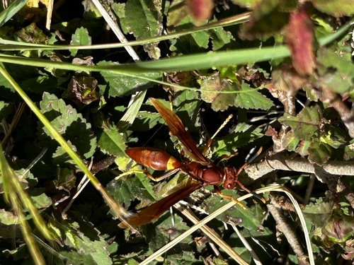 Dominican Paper Wasp