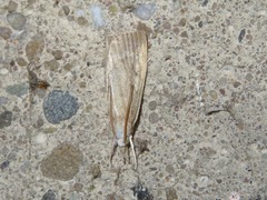 Calamotropha paludella