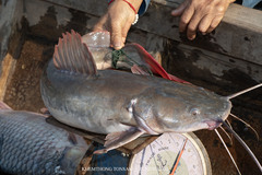 Asian Red Tailed Catfish photo 3