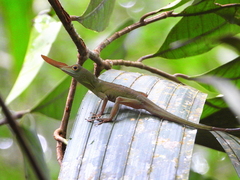 Bat Anole photo 2