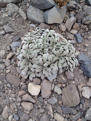 Phacelia hastata compacta