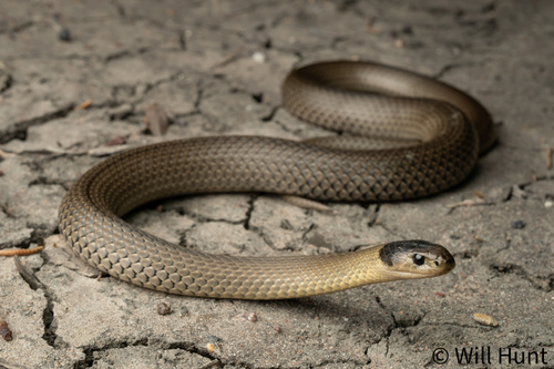 Grey Snake (Hemiaspis damelii) - Snakes and Lizards