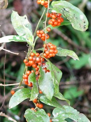 Smilax mollis