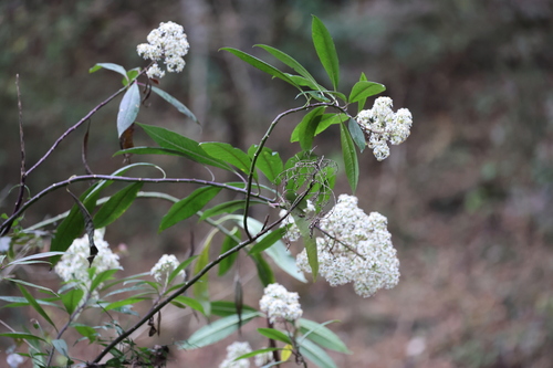 Dendrophorbium peregrinum (Dendrophorbium peregrinum)