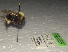 Bombus ashtoni