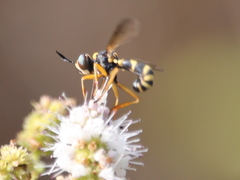 Conops scutellatus