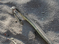 Psammophis leightoni