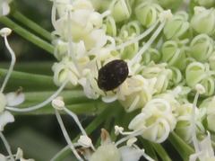 Anthrenus fuscus