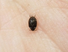 Anthrenus fuscus