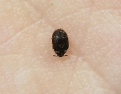 Anthrenus fuscus