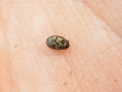 Anthrenus fuscus