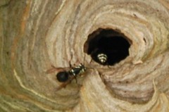 Dolichovespula maculata