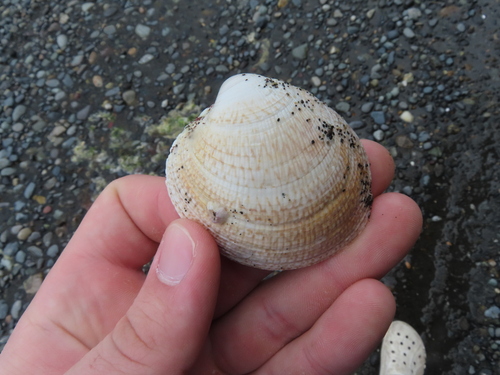 Taca Clam