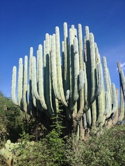 Pachycereus weberi