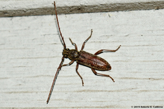 Elaphidion
