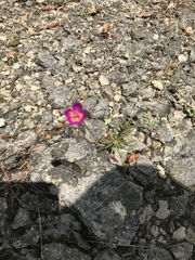 Phemeranthus calcaricus