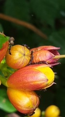 Crematogaster pilosa