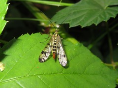 Panorpa germanica