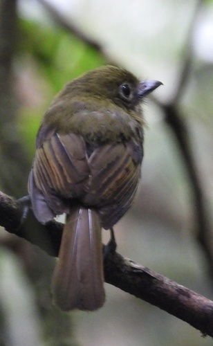 Pacific Flatbill (Rhynchocyclus pacificus), photo 2