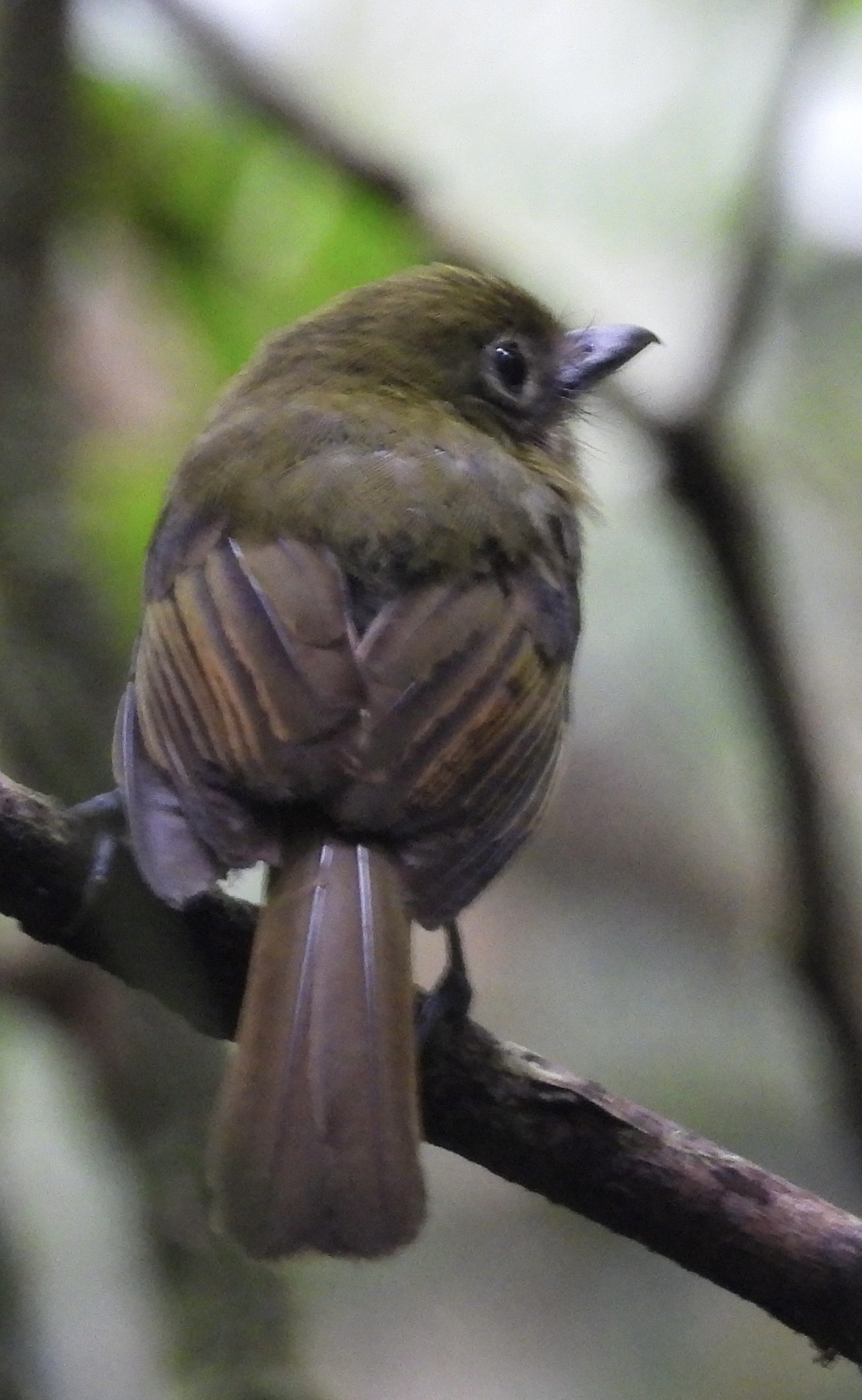 Pacific Flatbill (Rhynchocyclus pacificus), photo 2