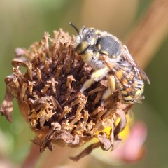 Anthidium loti