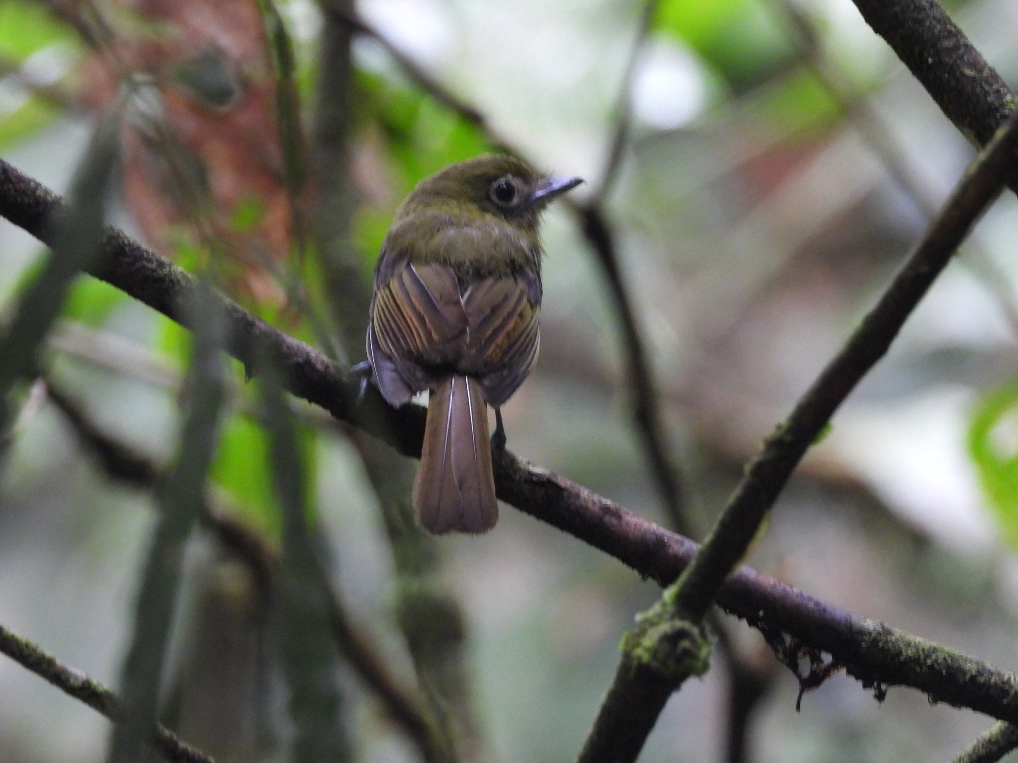 Pacific Flatbill (Rhynchocyclus pacificus), photo 3